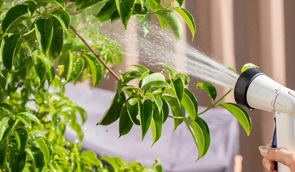 植物に水をかける様子