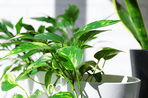 観葉植物レンタル・リース